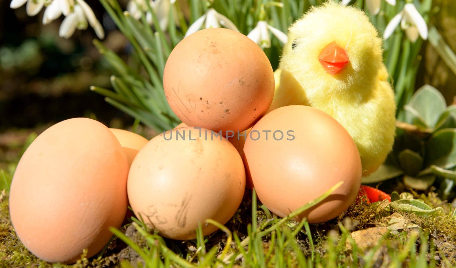 chicken stuffed with Easter eggs in the garden