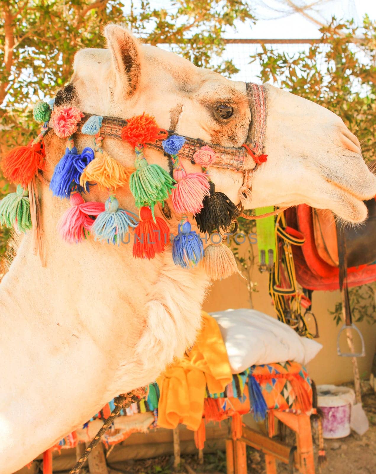 Camel's Head. White lonely domestic Camel. Face of Camel.
