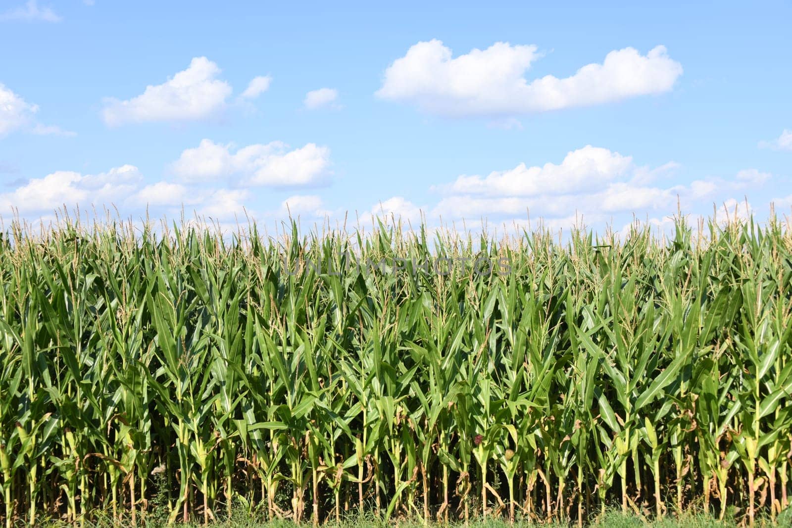 The maize is not only grown for food production or animal feed but also as energy maize for biogas production in biogas plants.