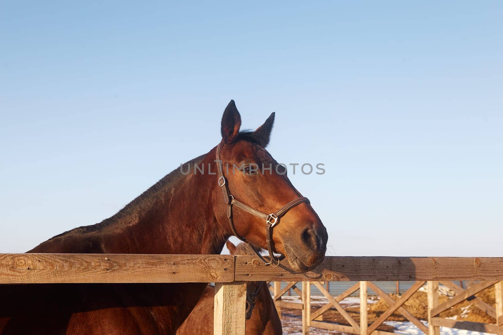 Dark bay horse walks in a levada in a leather halter. The mare looks over a wooden fence. Walk outside on a sunny winter day. Equestrian theme.