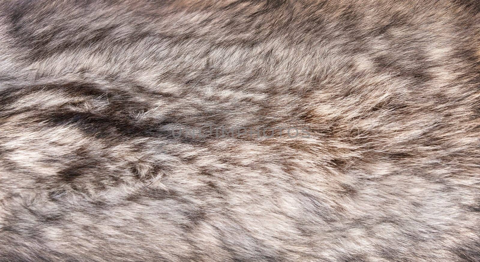 The crafted wolfskin as background and texture