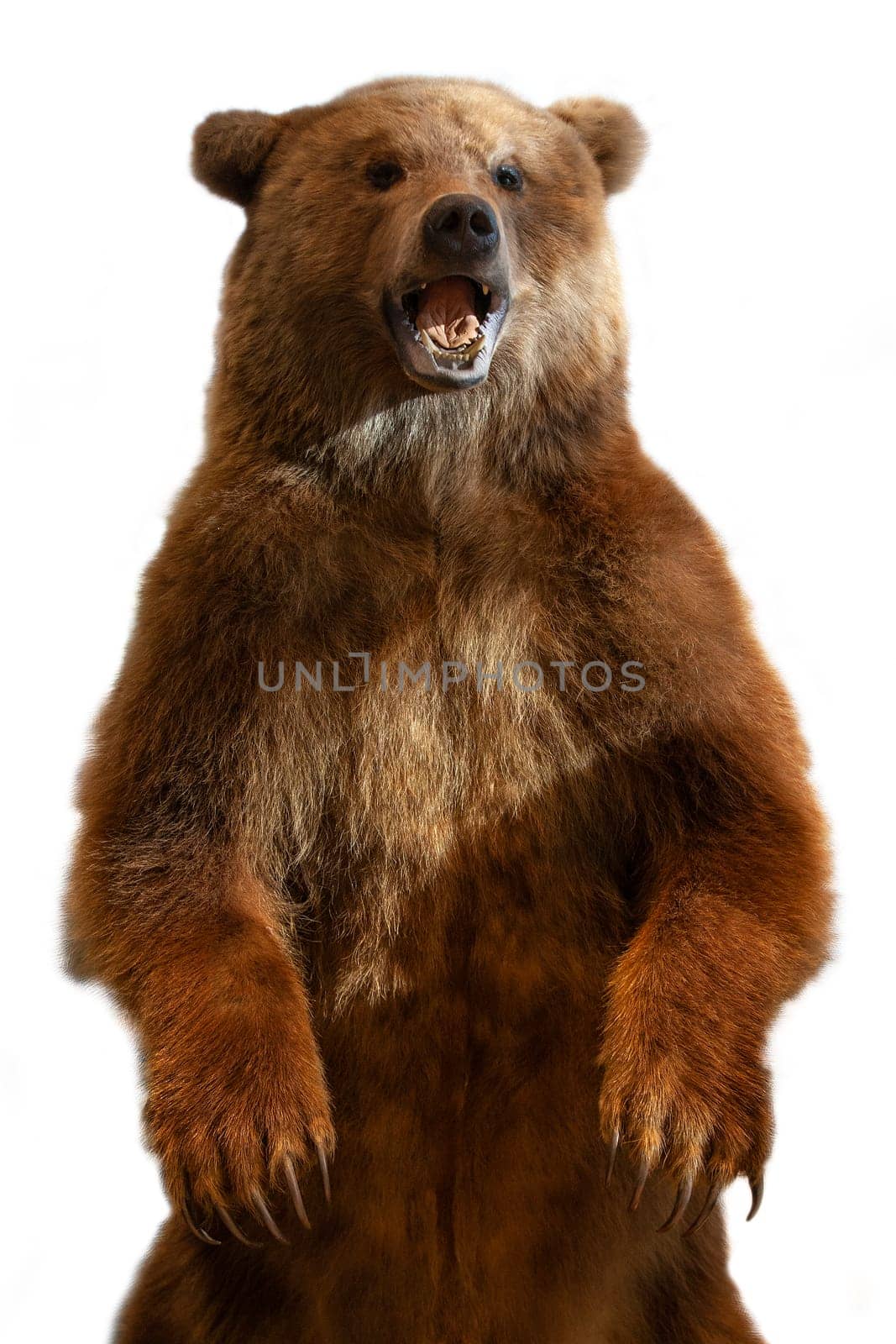 Taxidermy of a Kamchatka brown bear on white background