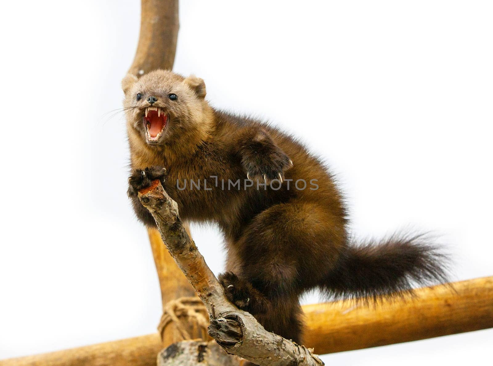 The Arctic Fox Alopex Lagopus threatens on a tree branch
