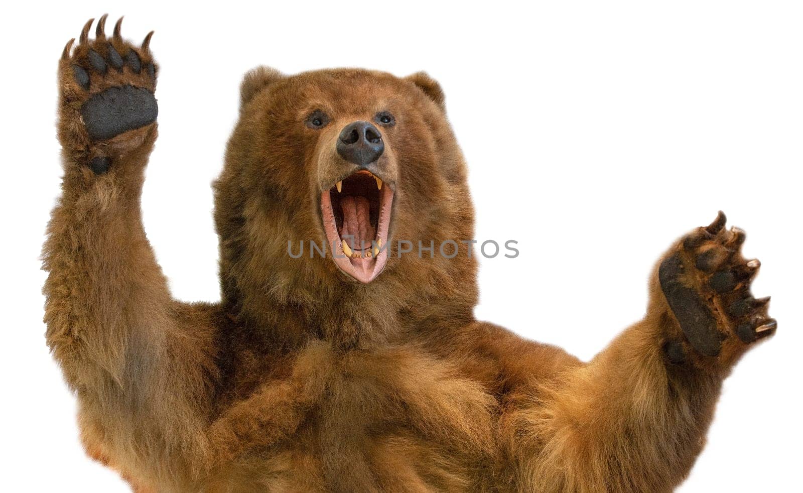 Taxidermy of a Kamchatka brown bear on white background