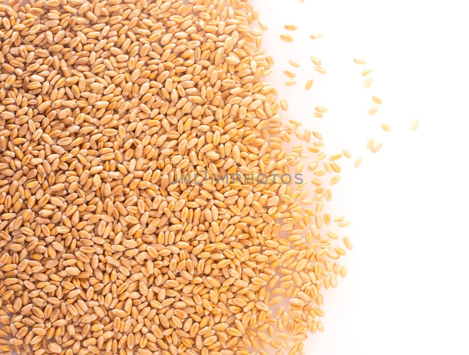 Wheat grains isolated on white background, top view