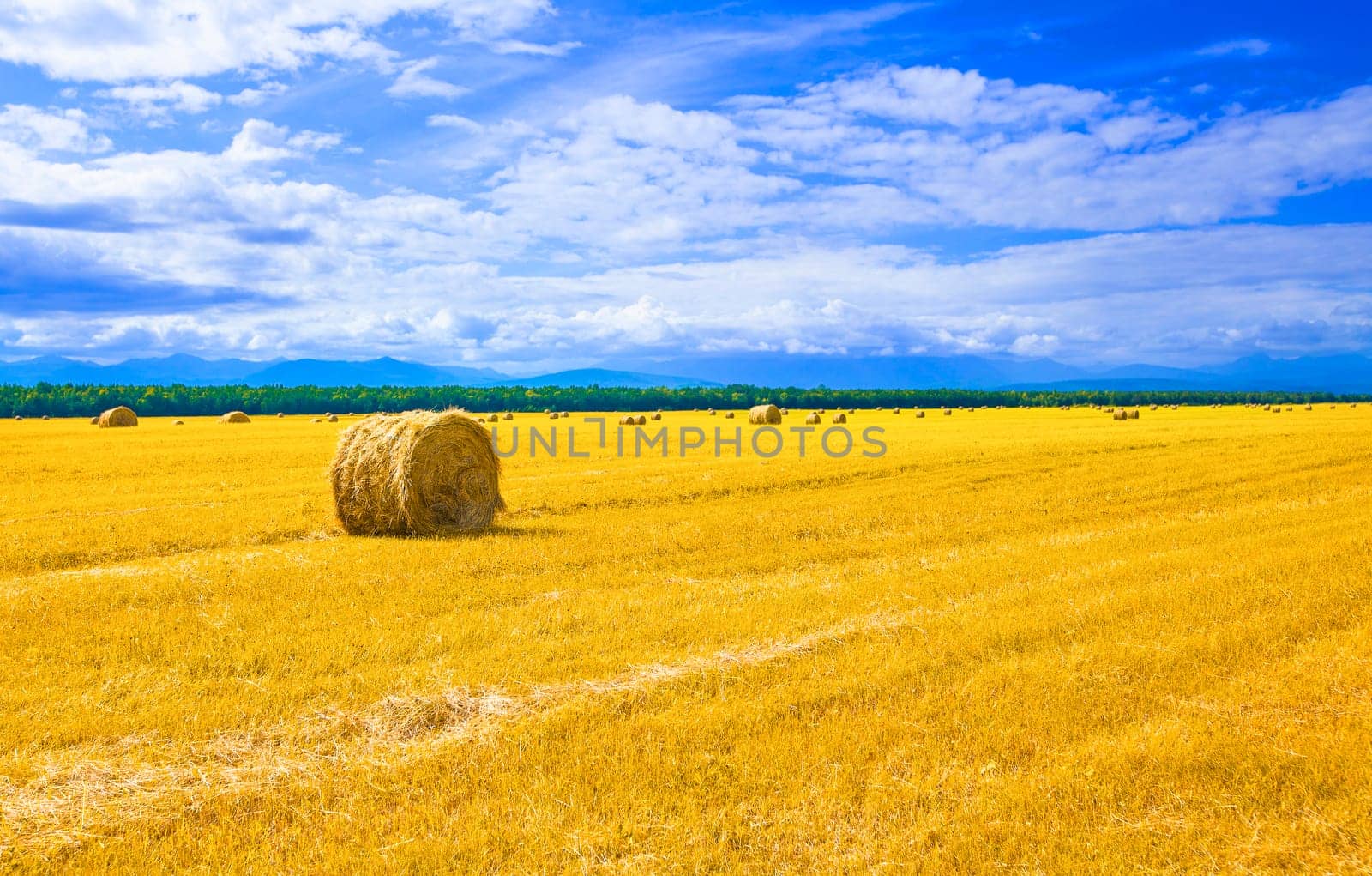 big round bales of straw in the meadow