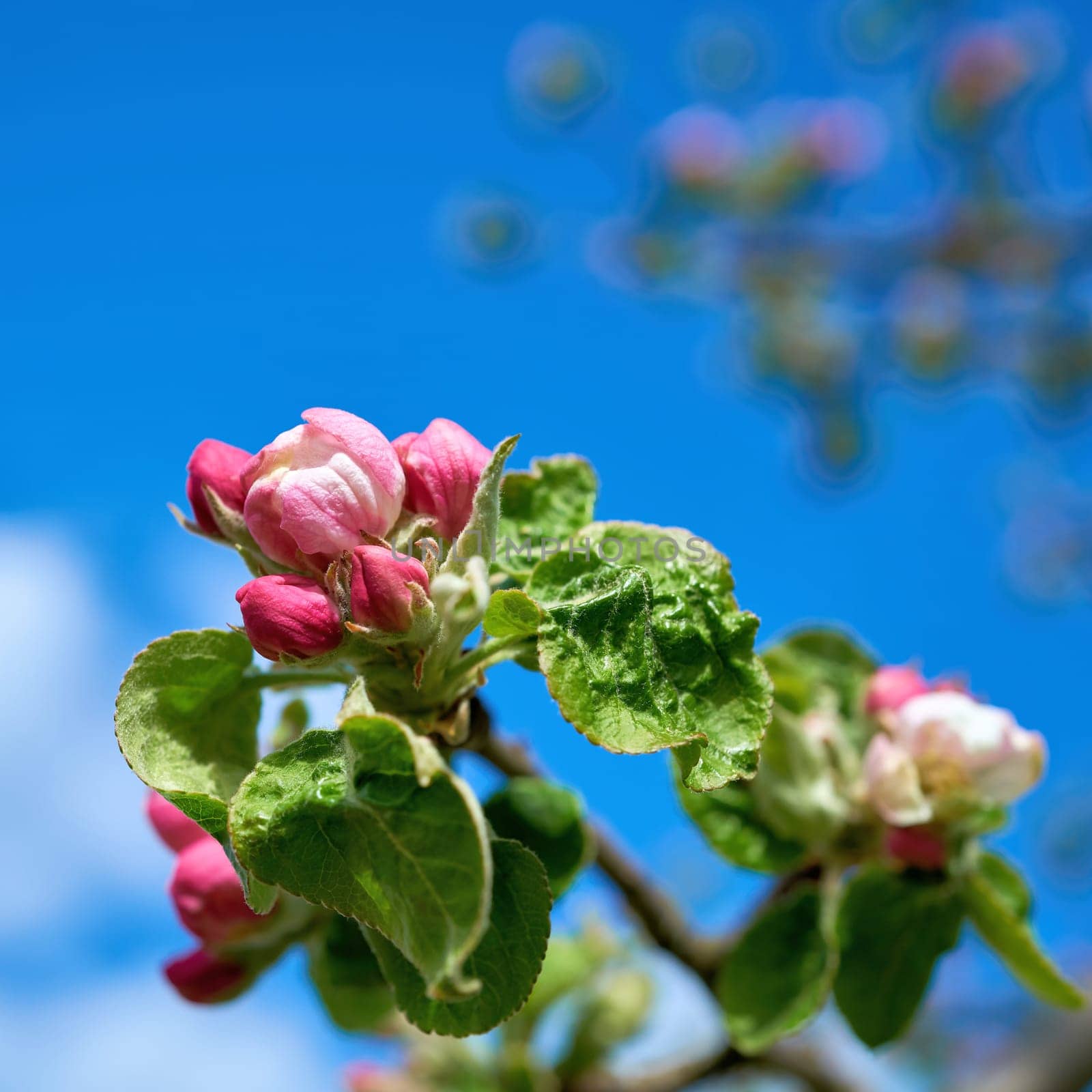 Blossom on apple tree in spring in a garden