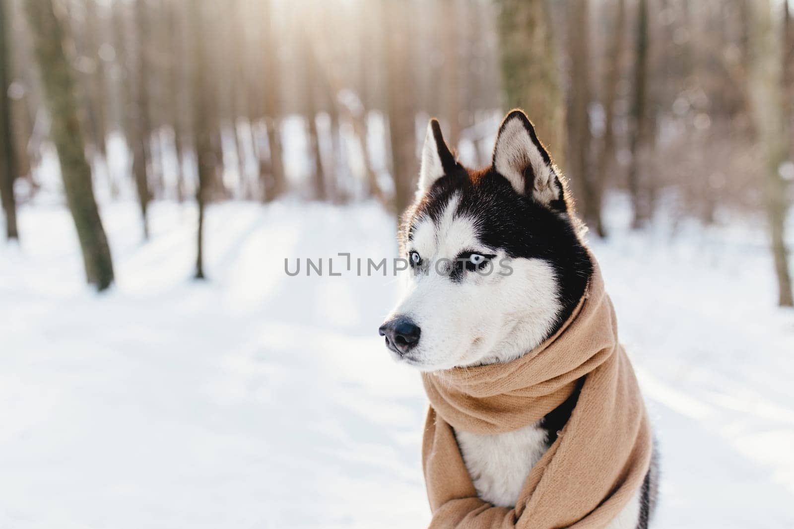 Husky wrapped in a scarf in a snowy forest. High quality photo