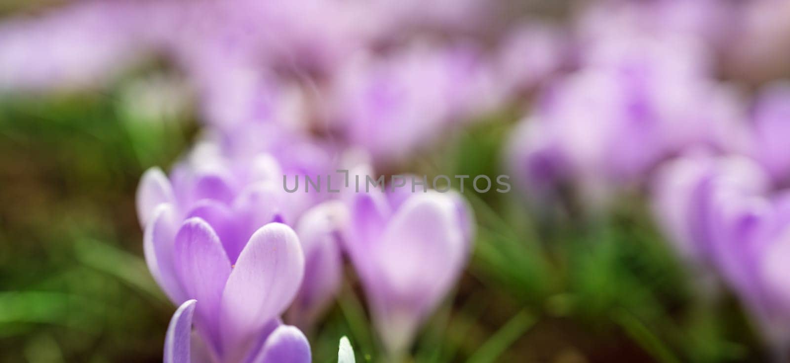 Closeup view of the spring flowers in the park. Crocus blossom on beautiful morning with sunlight in the forest in april