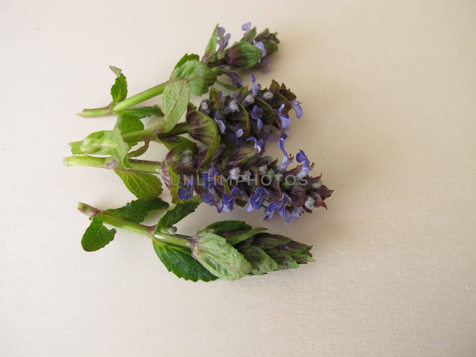 Healing herbs, blue flowering bugle on a wooden board