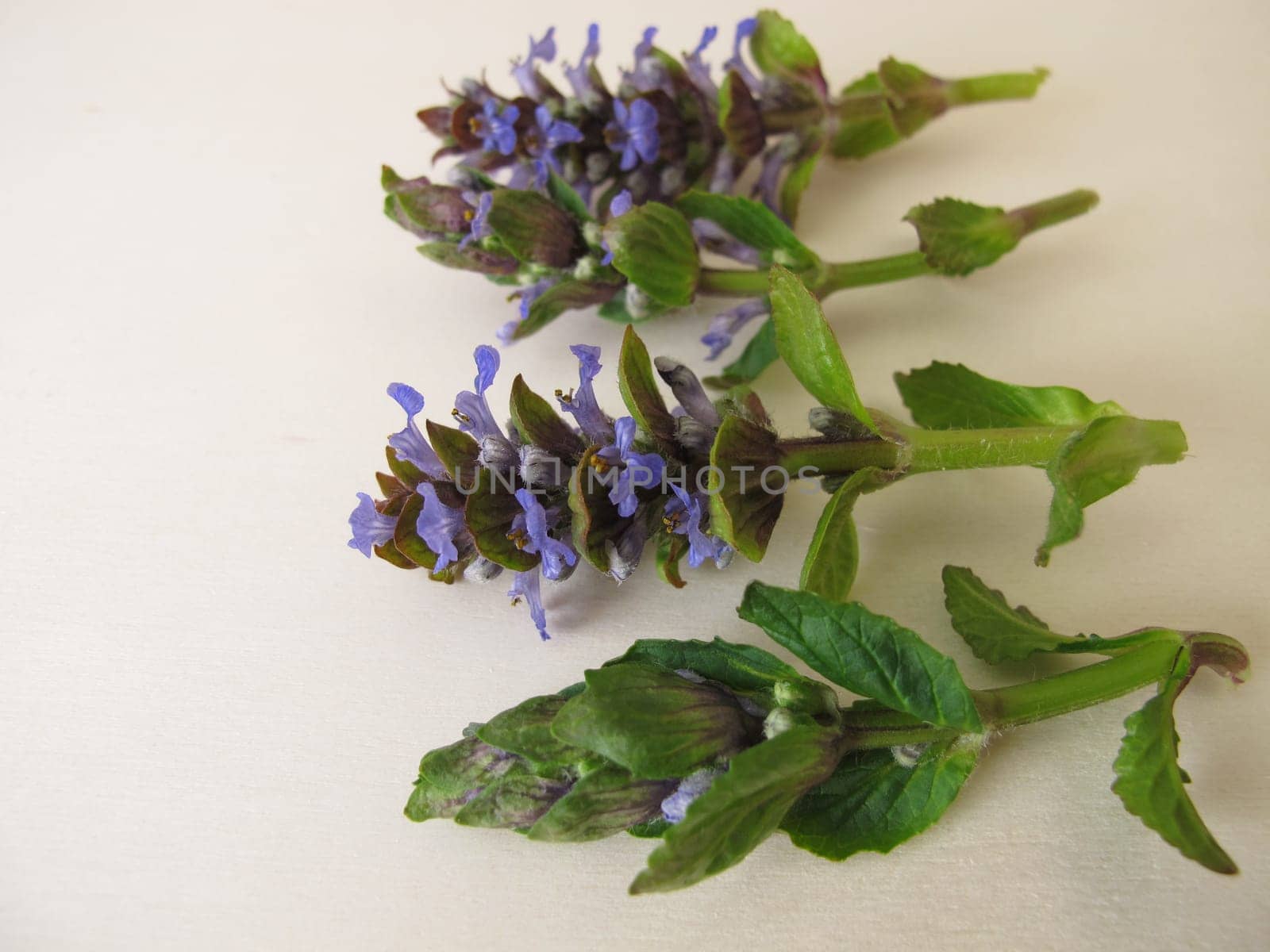Healing herbs, blue flowering bugle on a wooden board