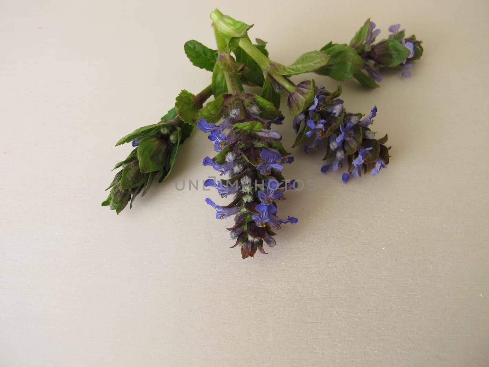 Healing herbs, blue flowering bugle on a wooden board