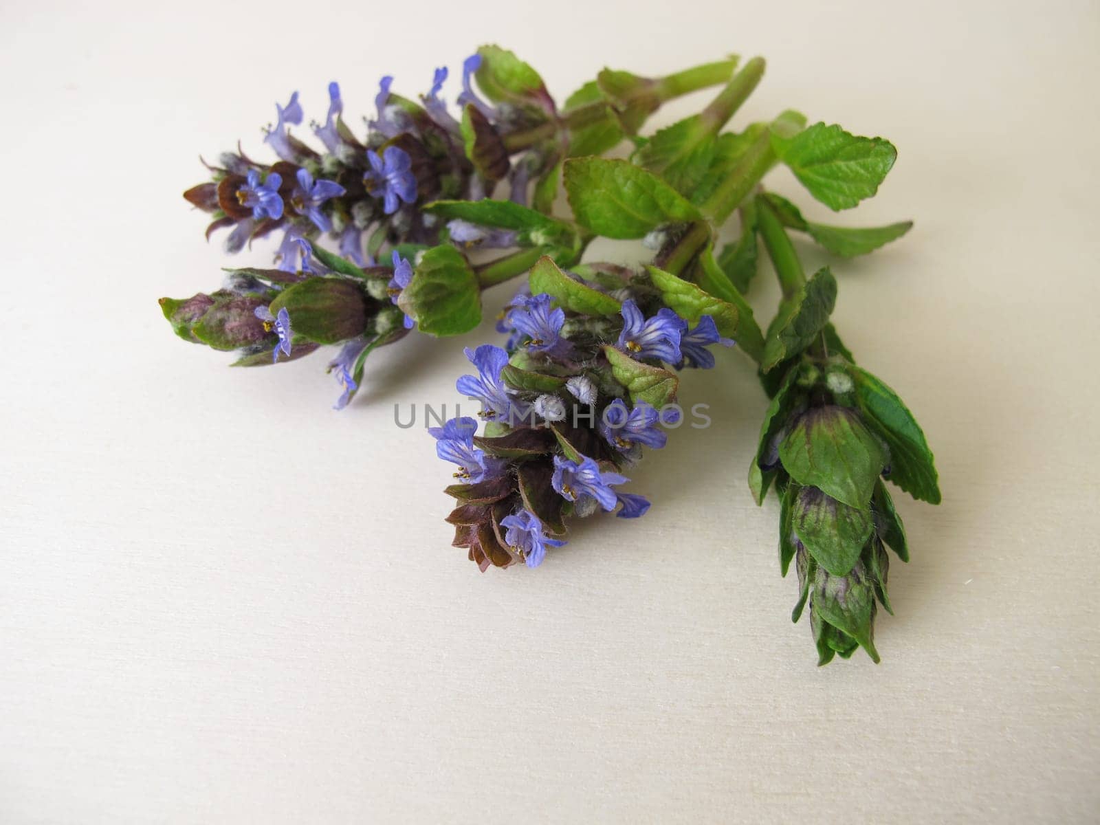 Healing herbs, blue flowering bugle on a wooden board