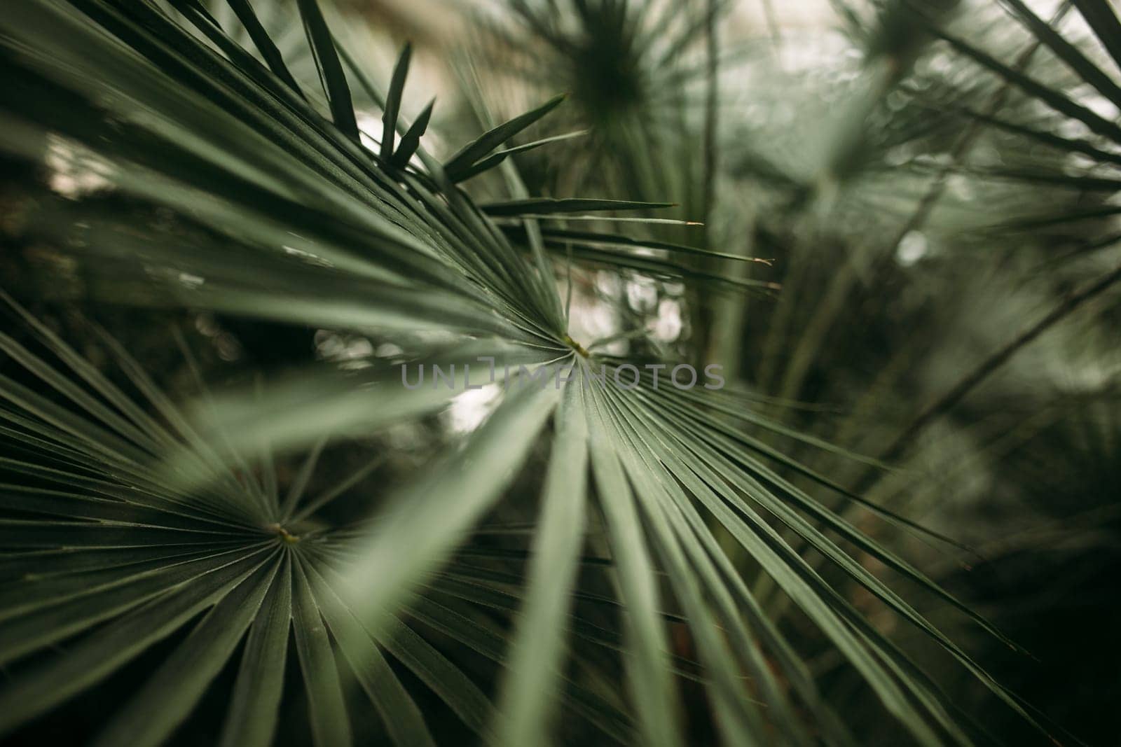 Green palm leaves with bokeh photo effect. High quality photo