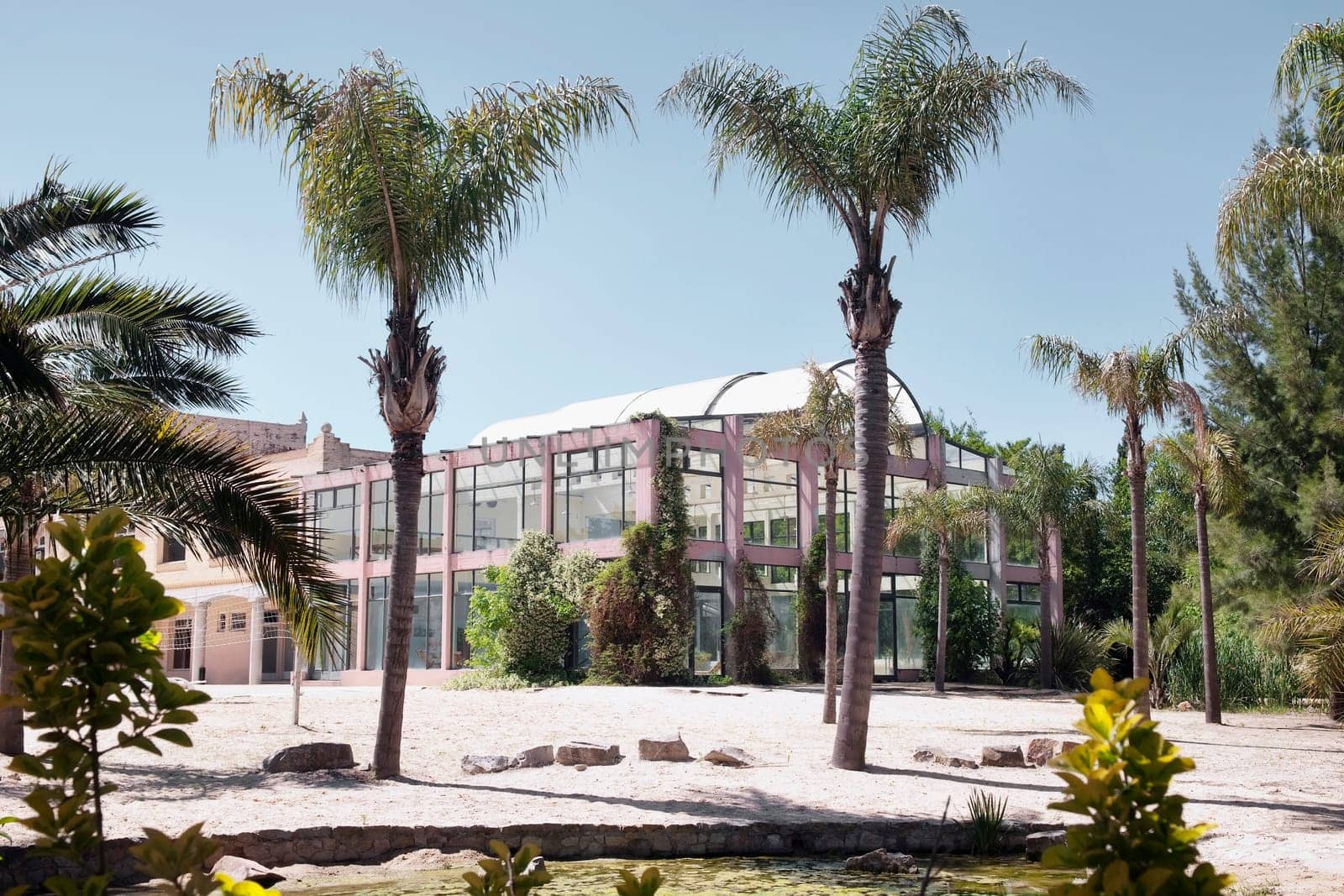 Palm trees at a tourist resort