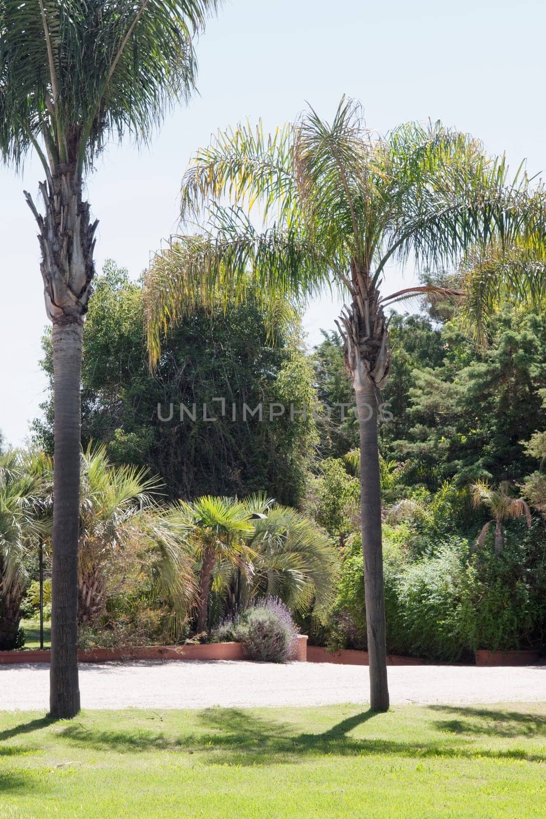Palm trees in a park