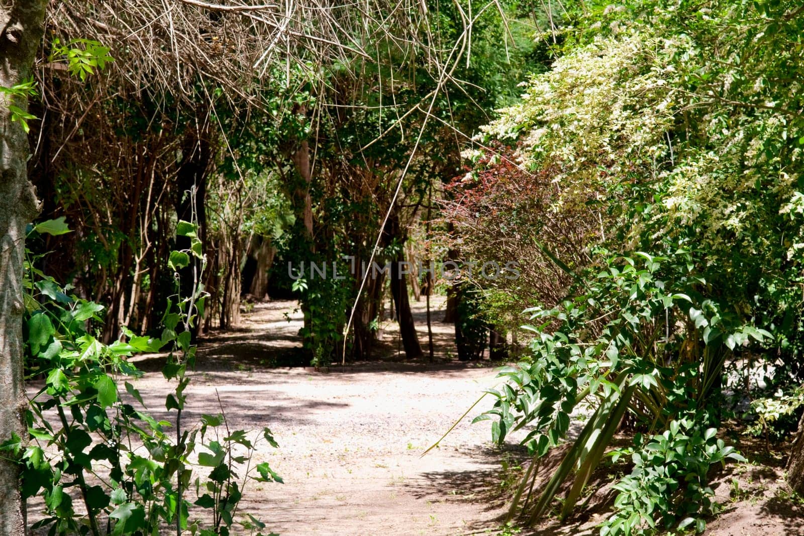 Dirt road in a park