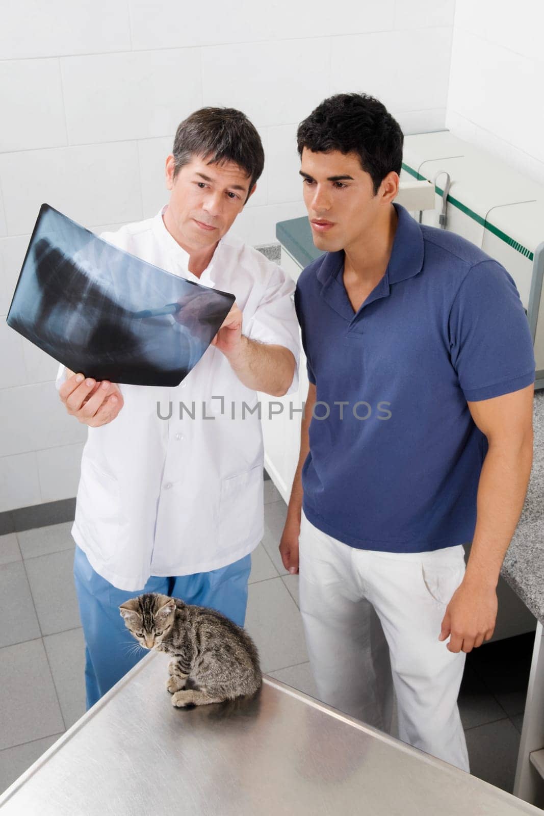 Vet examining a catŽs x_ray