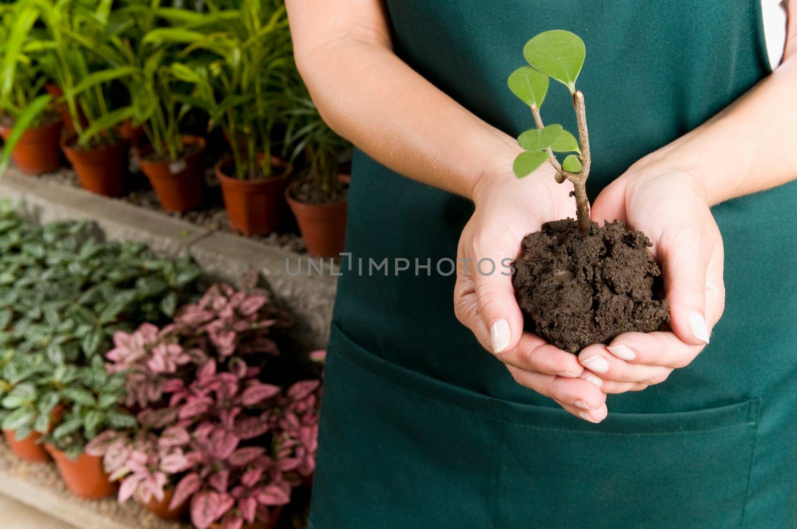 Woman holding a sapling in a greenhouse
