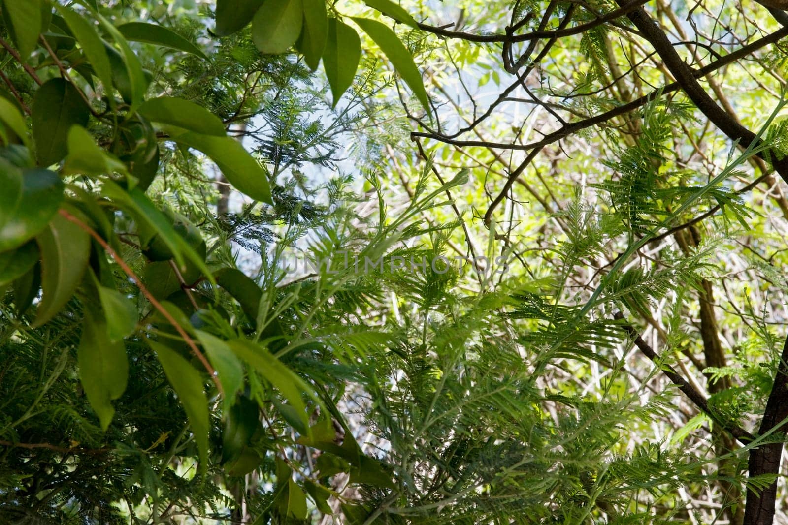Low angle view of trees
