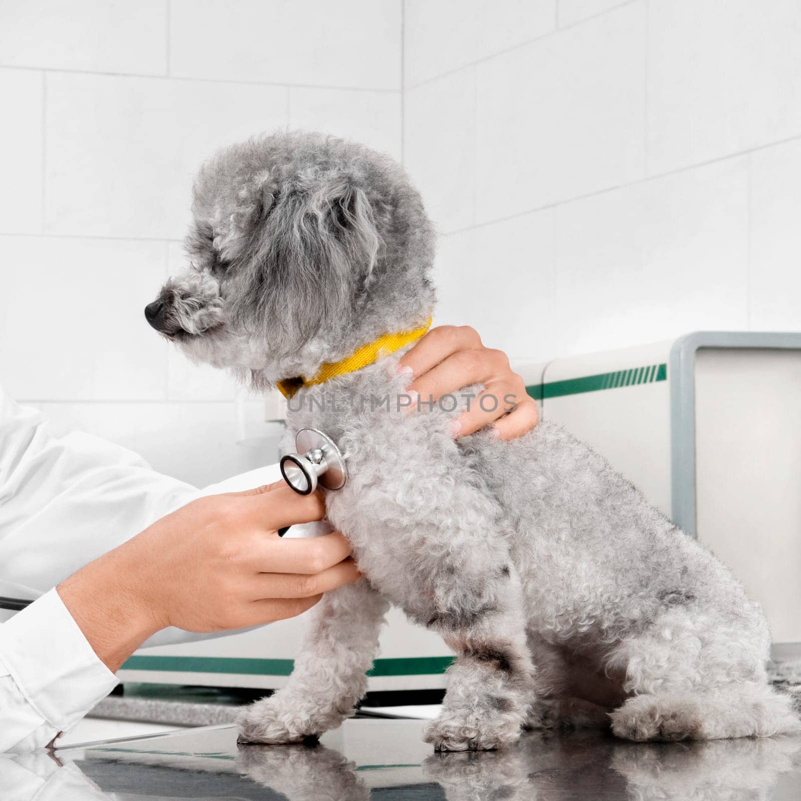 Vet examining a dog with a stethoscope
