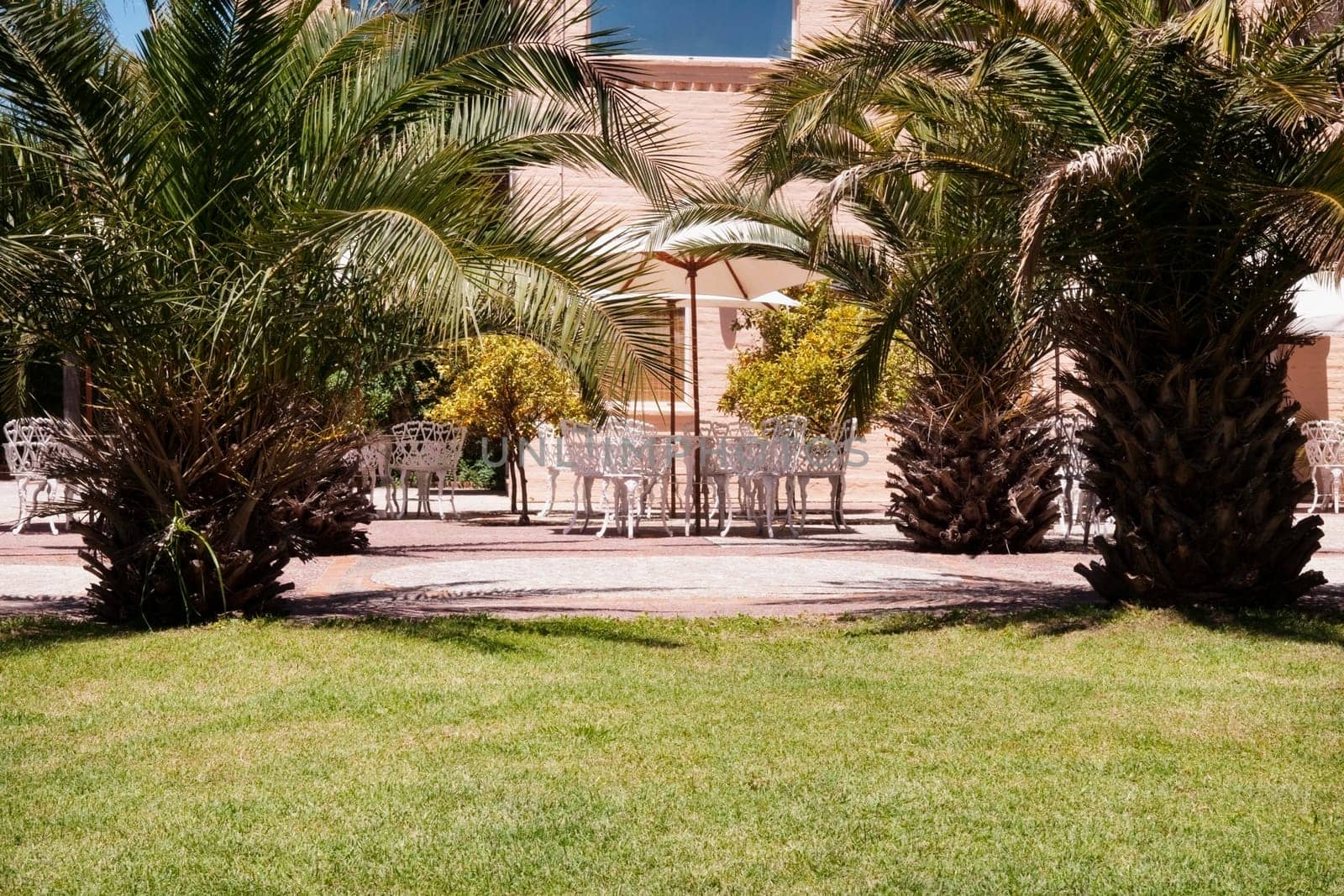 Fan palm tree at a tourist resort
