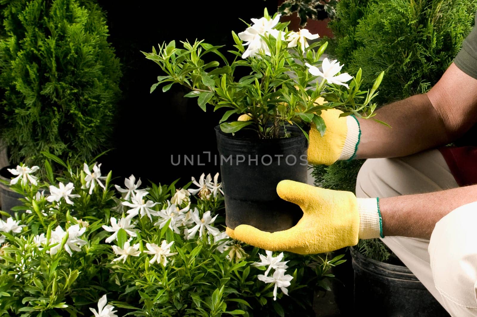 Man holding a potted plant in a greenhouse