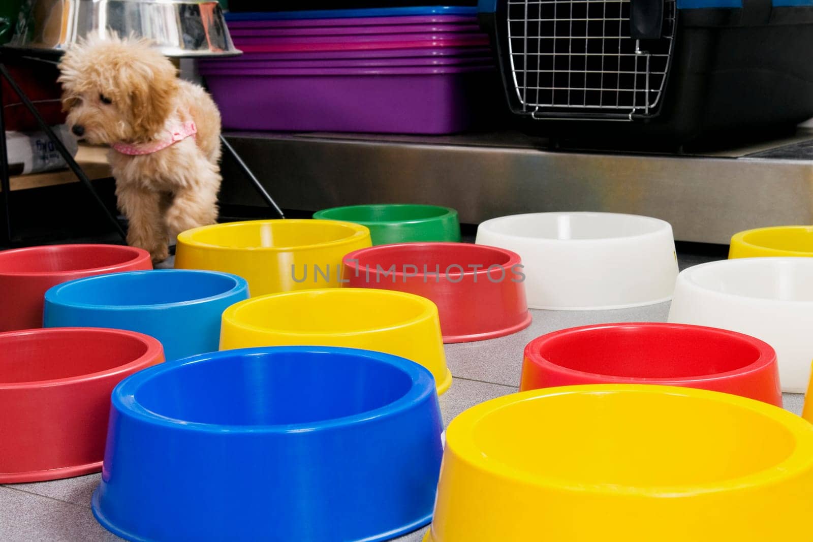 Puppy standing near dog bowls in a supermarket