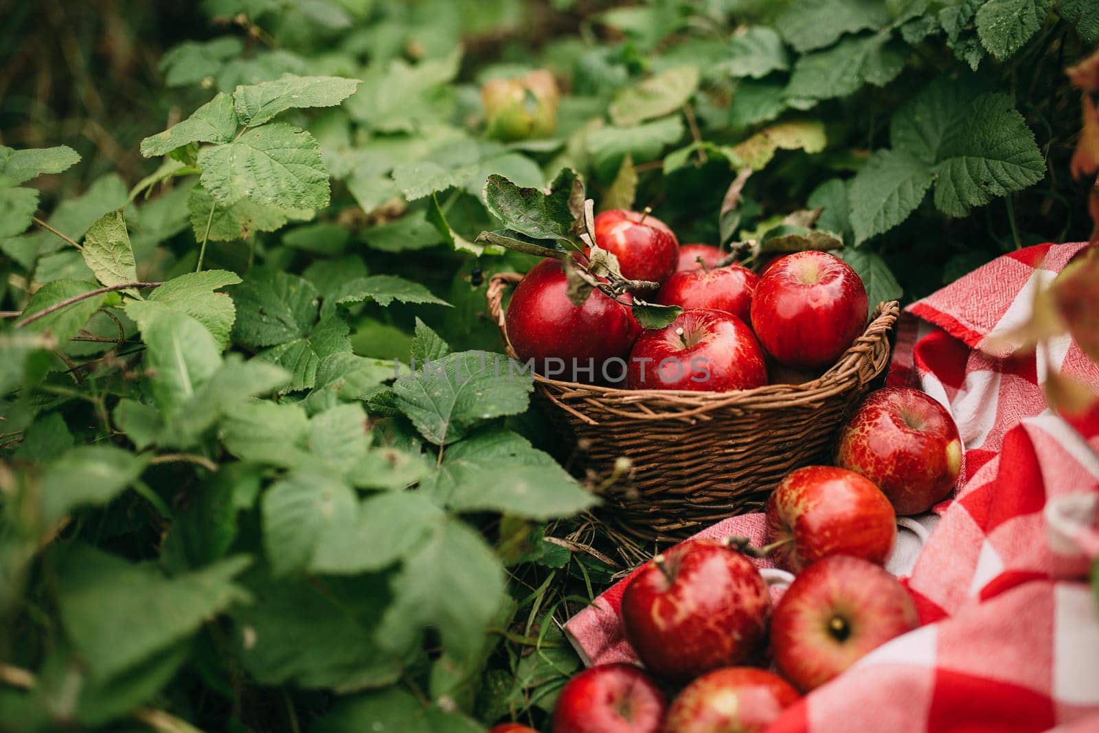 Red apples in basket, autumn garden, harvest time. High quality photo