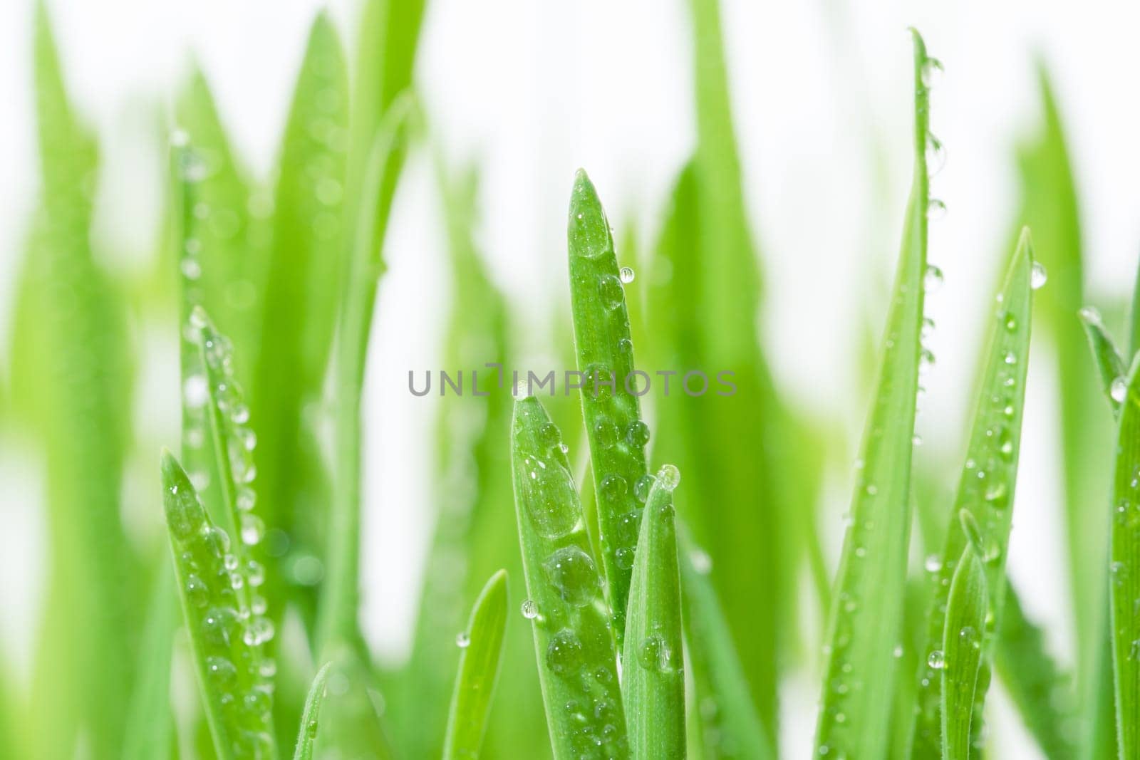 Fresh green wheat grass with drops dew,Sprout of wheat