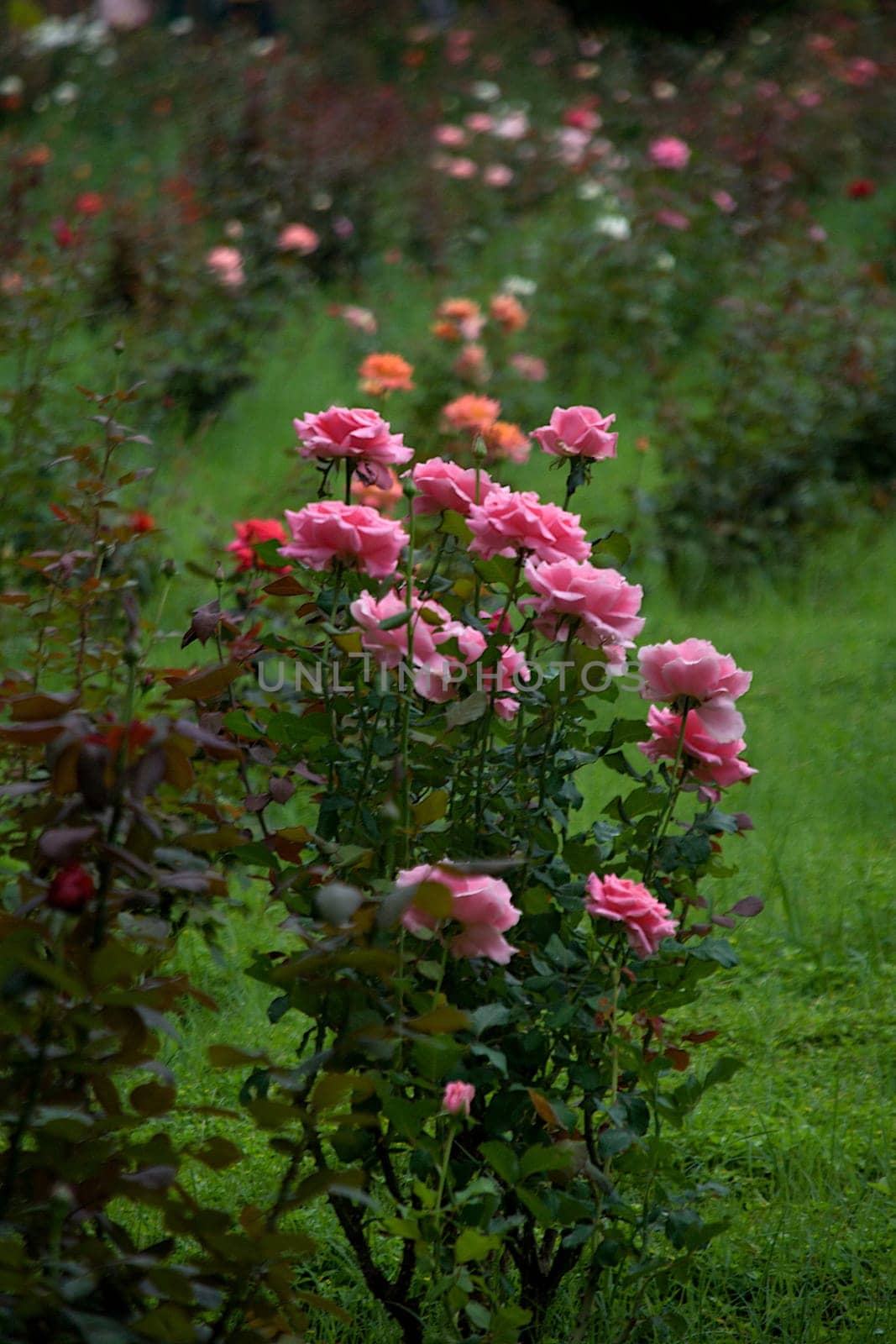 View of rose bush in rose garden against green turf backgrouns