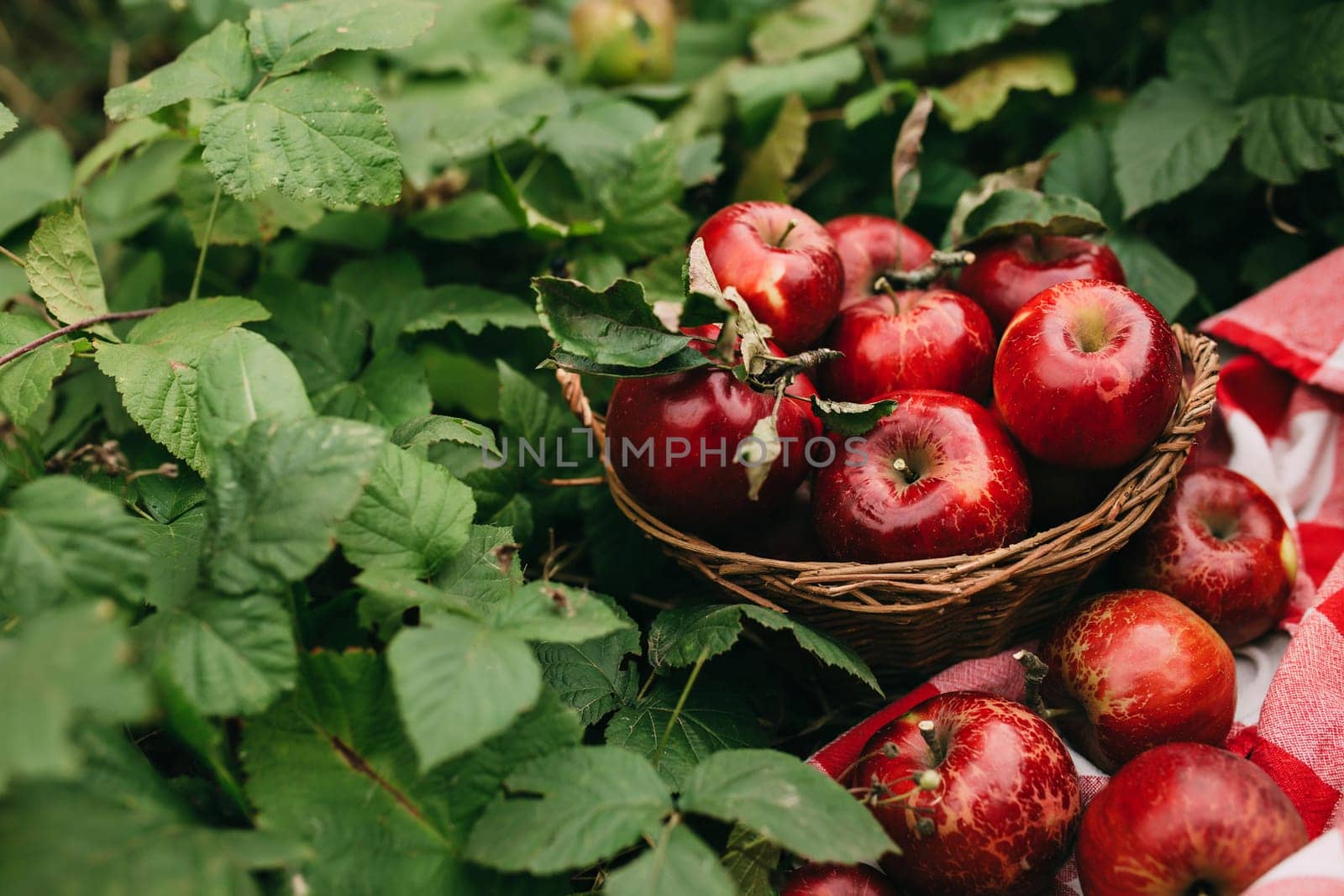 Red apples in basket, autumn garden, harvest time. High quality photo