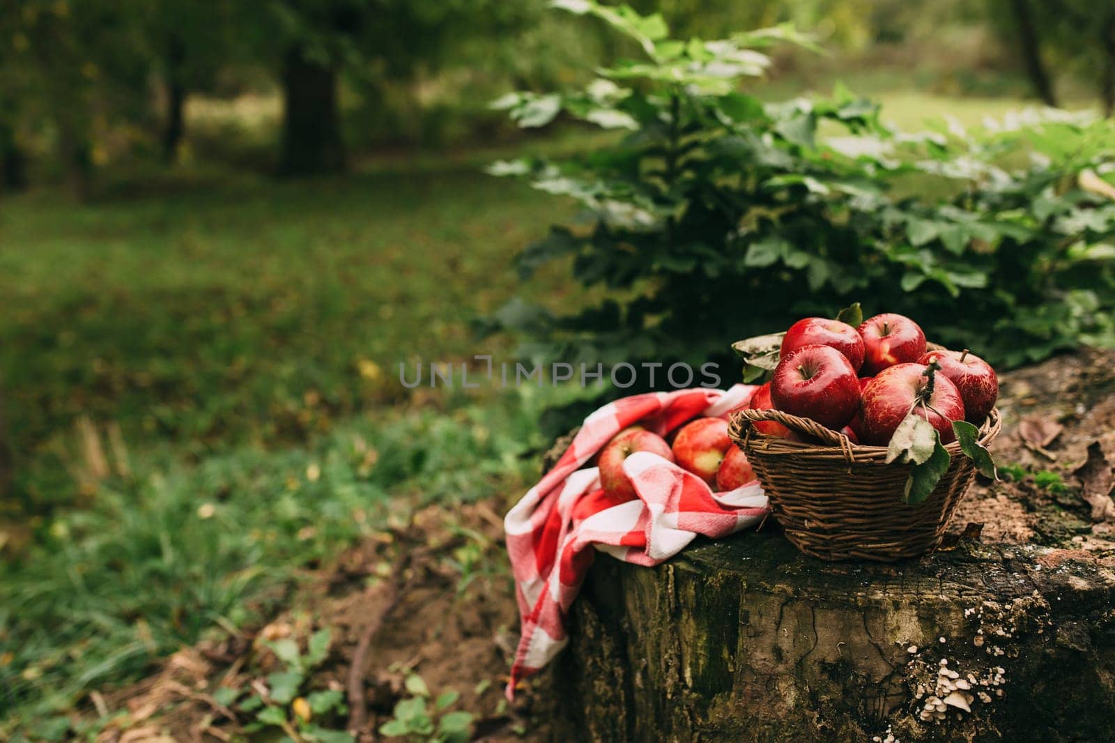 Red apples in basket, autumn garden, harvest time. High quality photo