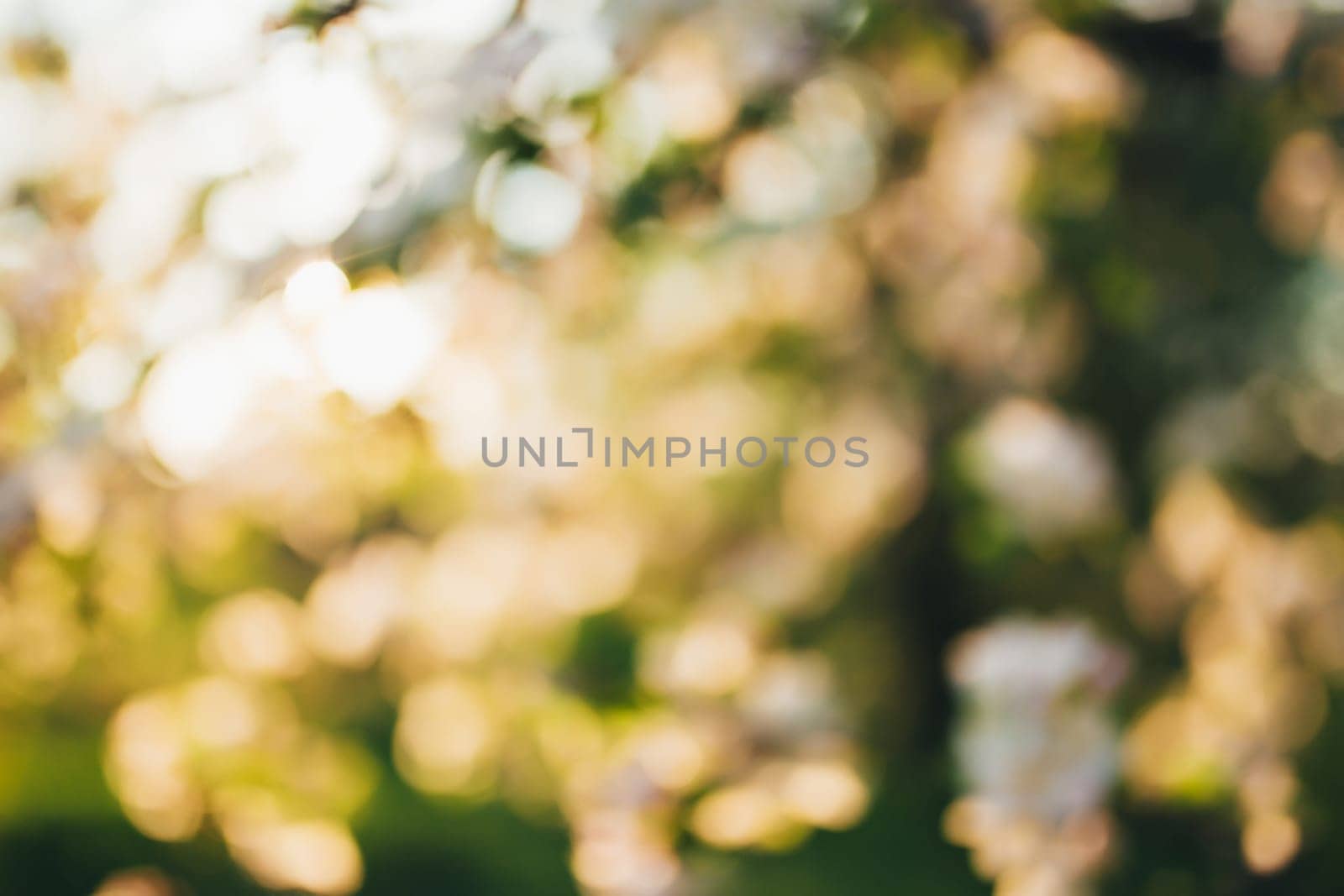 The lights of the sun, bokeh, blurred sunset lights. High quality photo