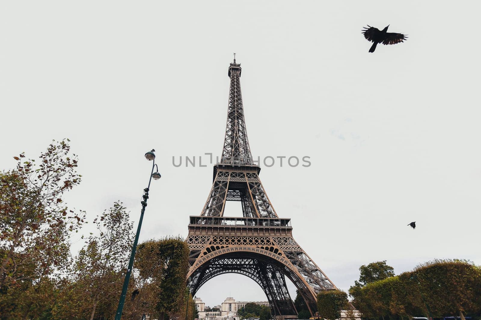 Eiffel tower in autumn. Flying bird by Eiffel tower. High quality photo