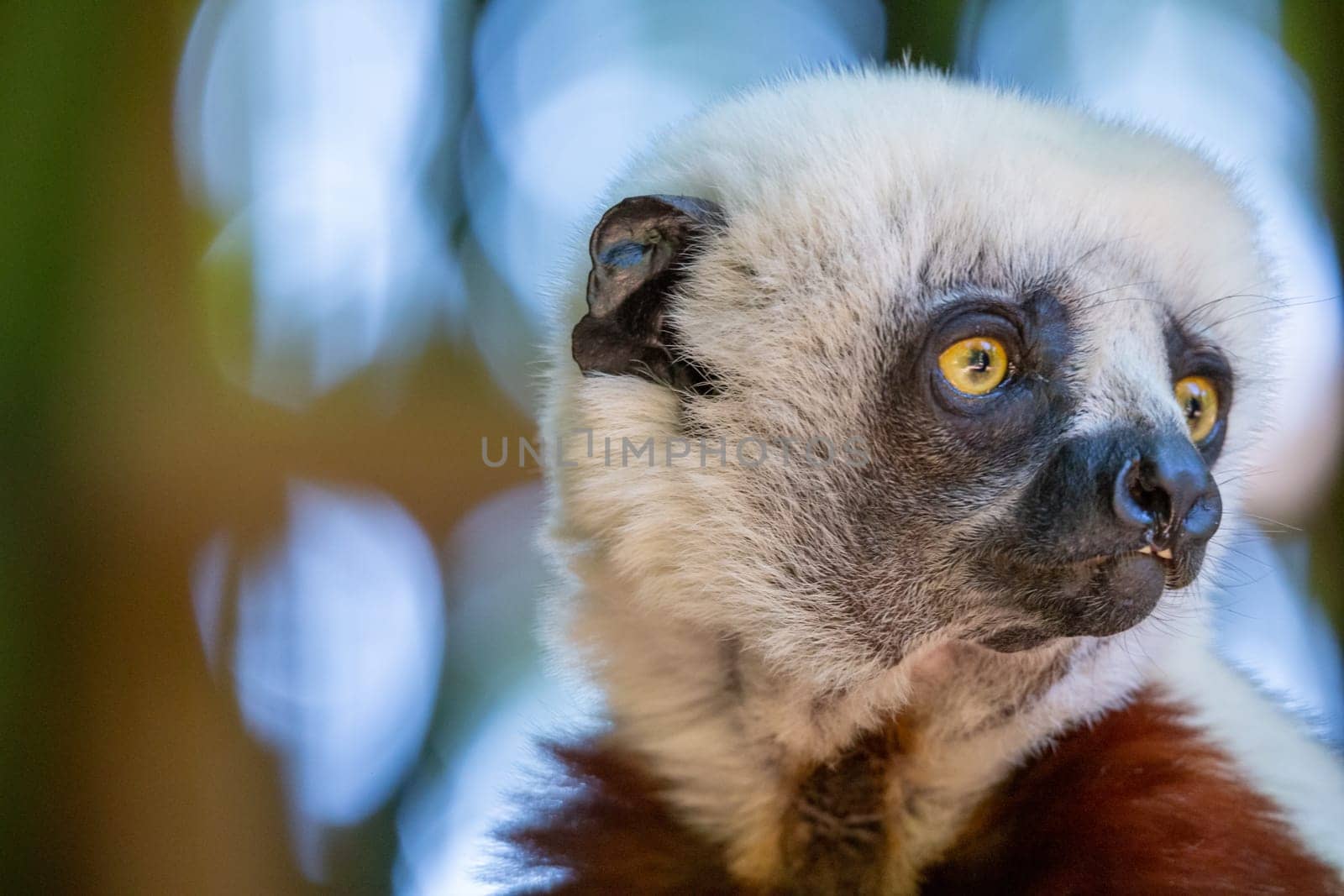 The Coquerel Sifaka in its natural environment in a national park on the island of Madagascar.