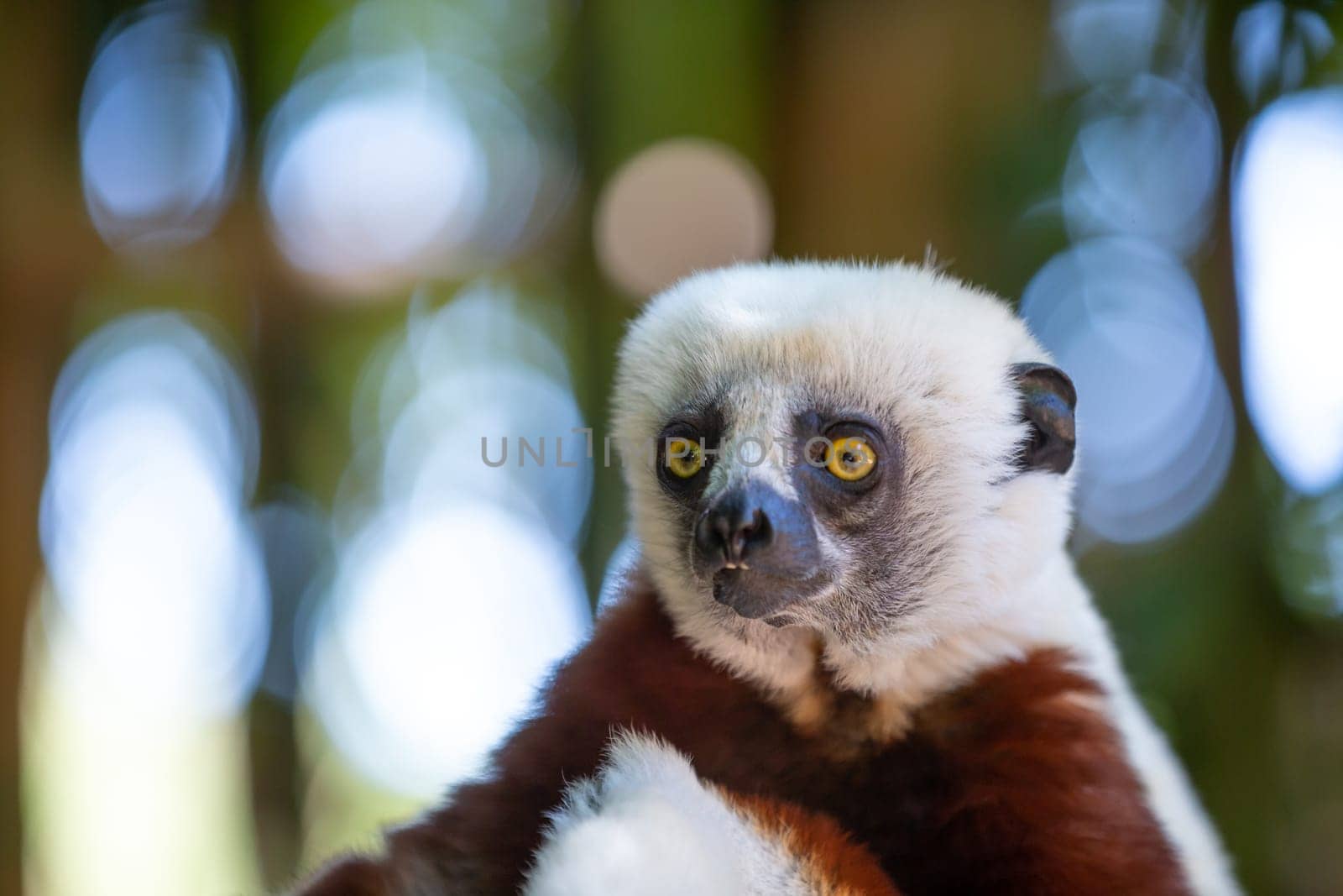 The Coquerel Sifaka in its natural environment in a national park on the island of Madagascar.