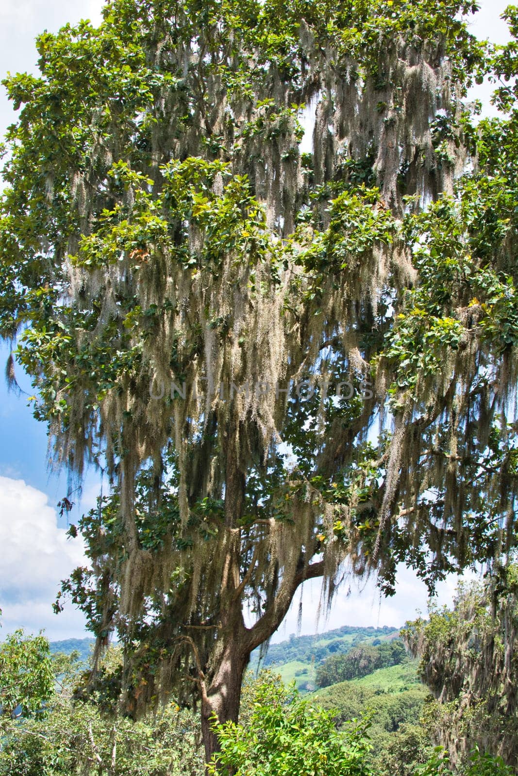 Barba Viejo or Old Man’s Beard tree in Miraflor nature reserve in Nicaragua. Beauty in nature.