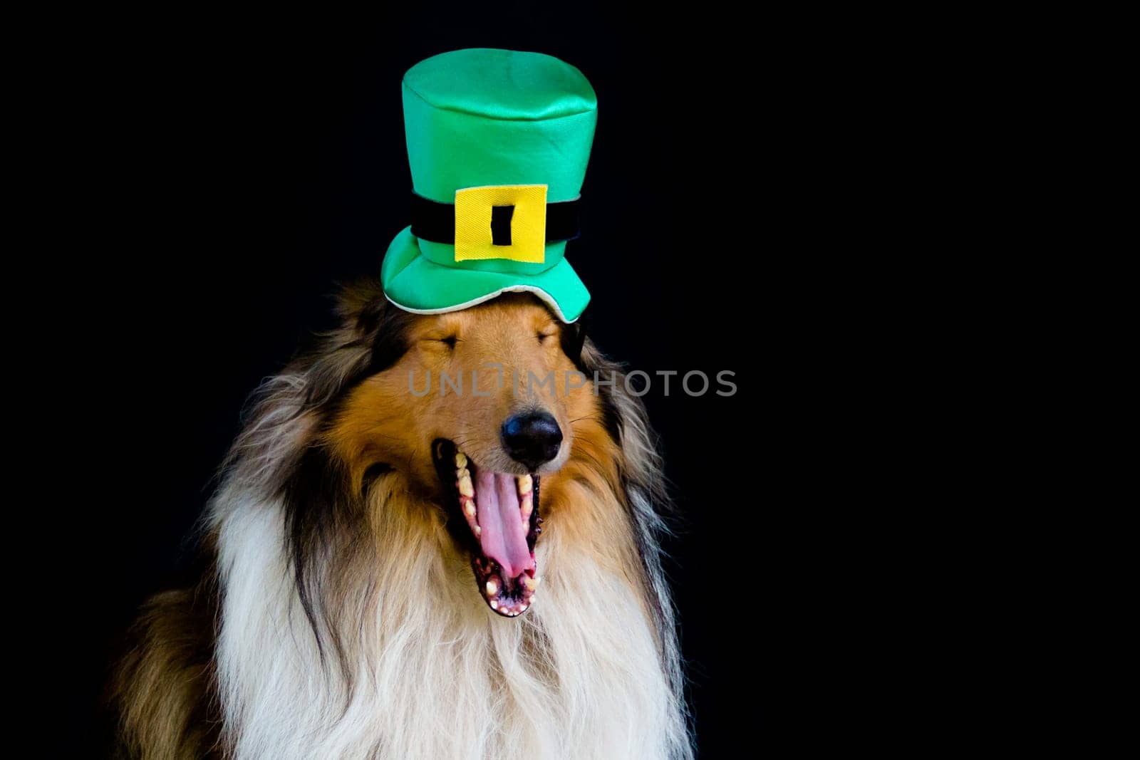 portrait of a Rough Collie dog with saint patrick's day top hat