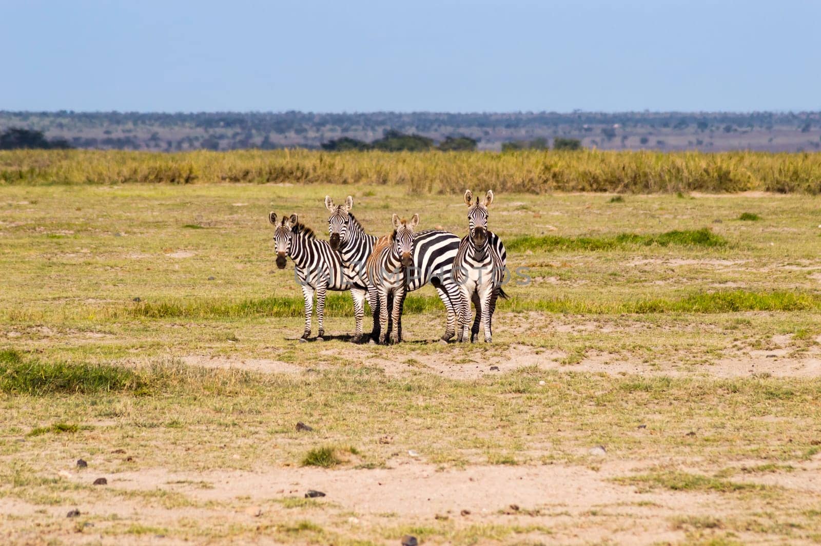 Herds of zebra facing the camera in the grasslands of Tsavo East Park in Kenay