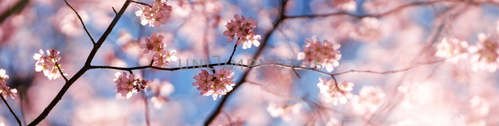 Blurred sakura tree twigs on blue background. Spring flowers on beautiful sunny day.