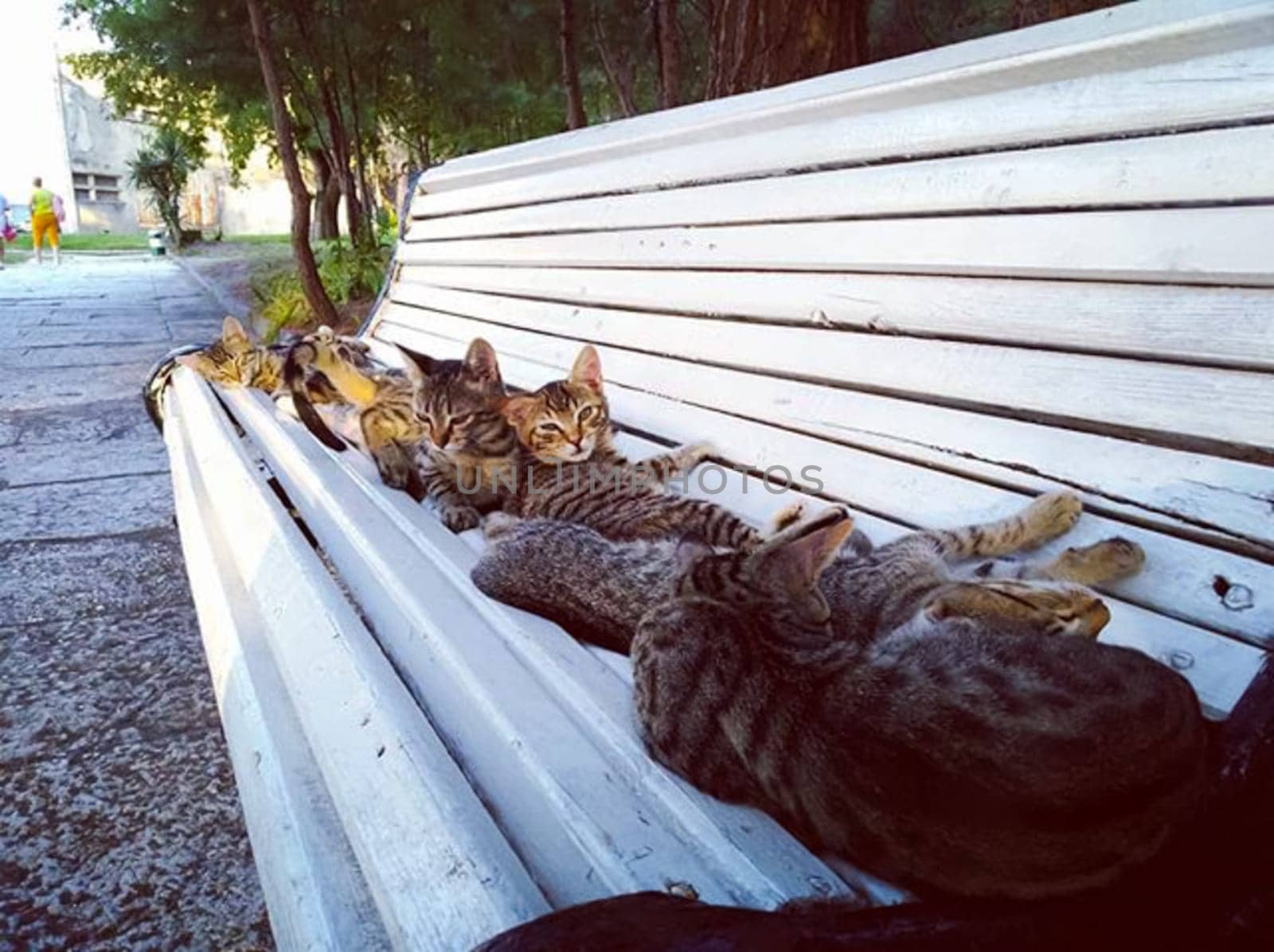 A lot of cats lie on a park bench. A lot of cats lie on a park bench.