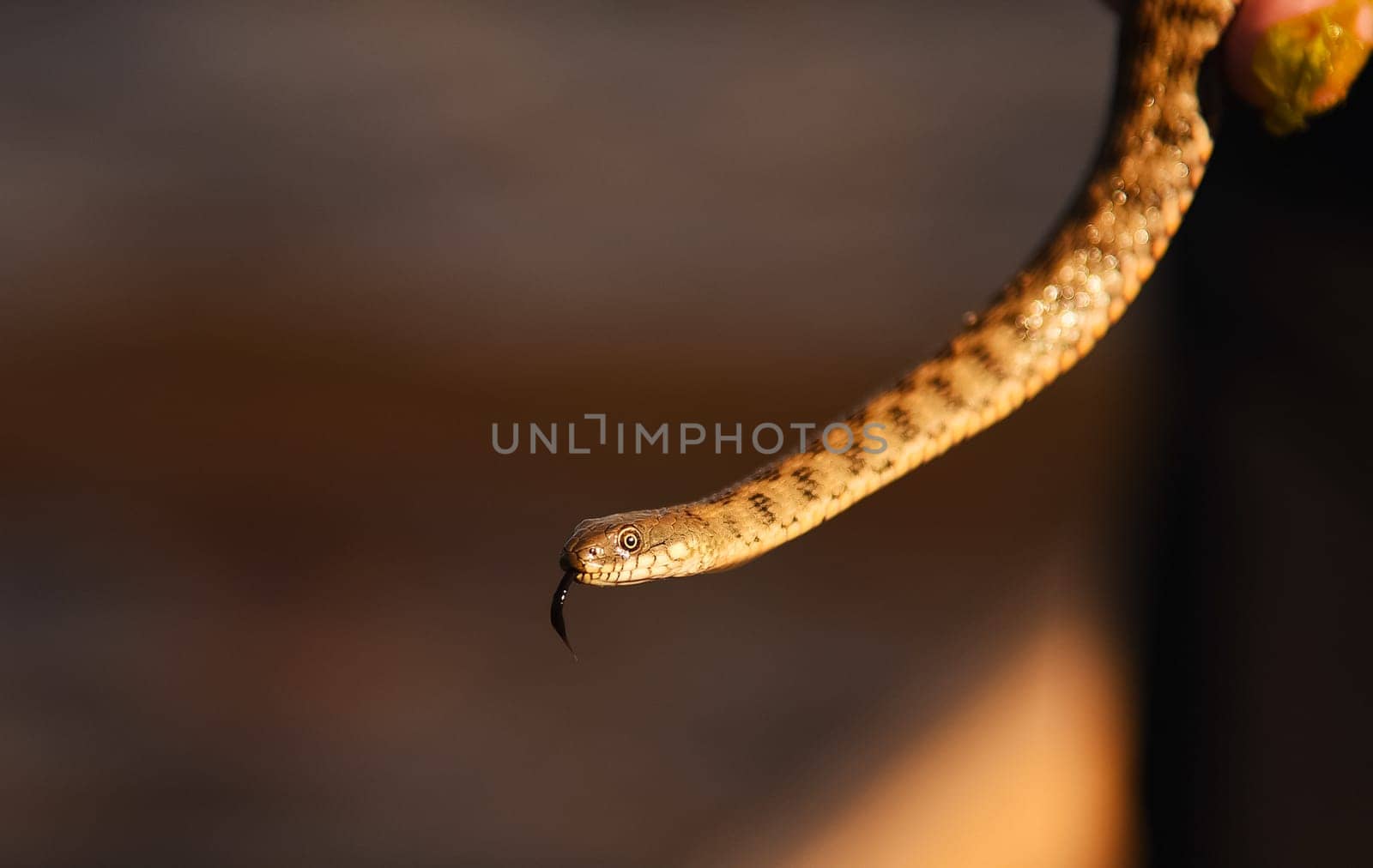 The snake hangs on a tree and sticks out its tongue.