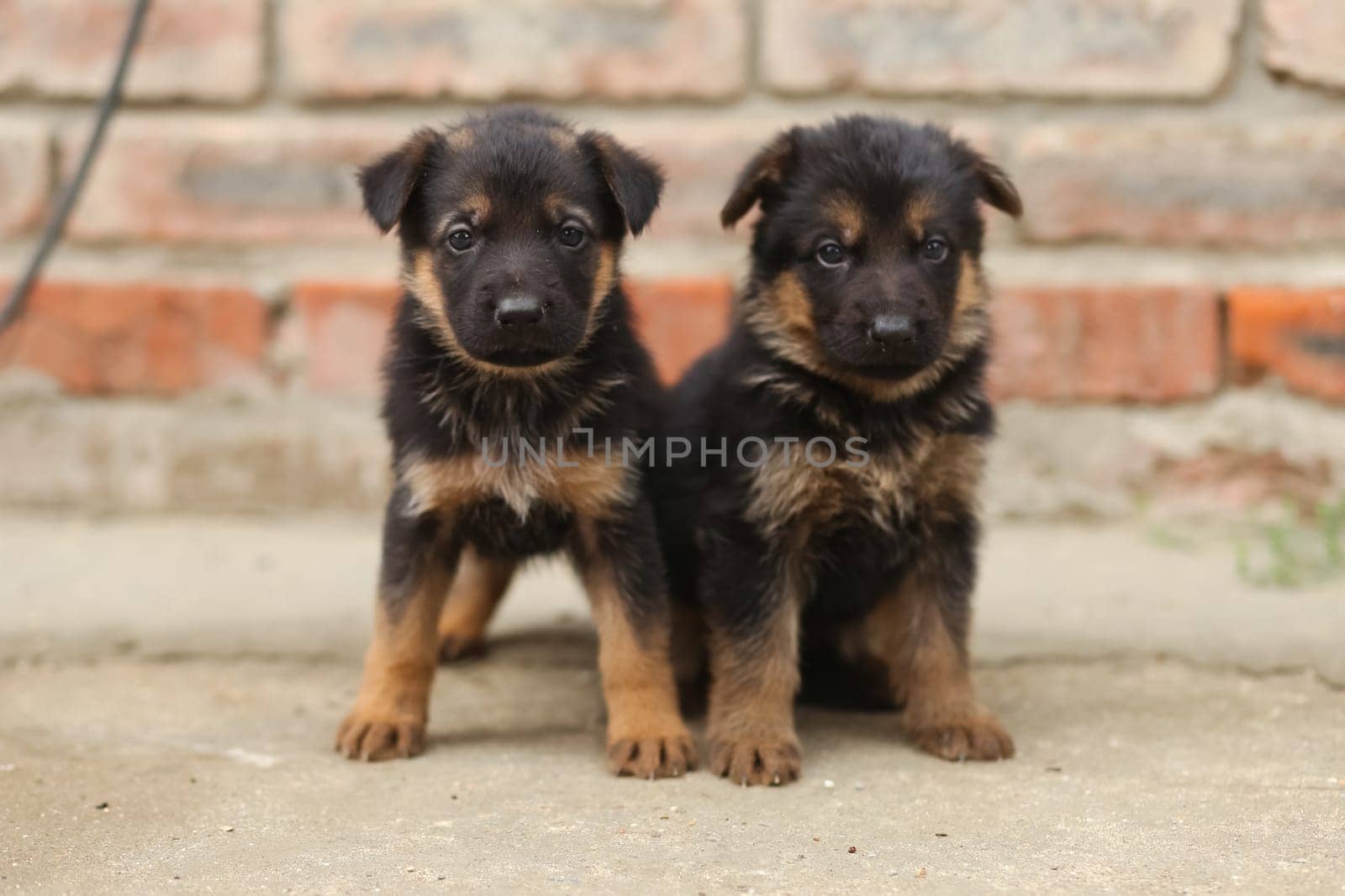 Little Sheepdog puppies. a Two puppies.
