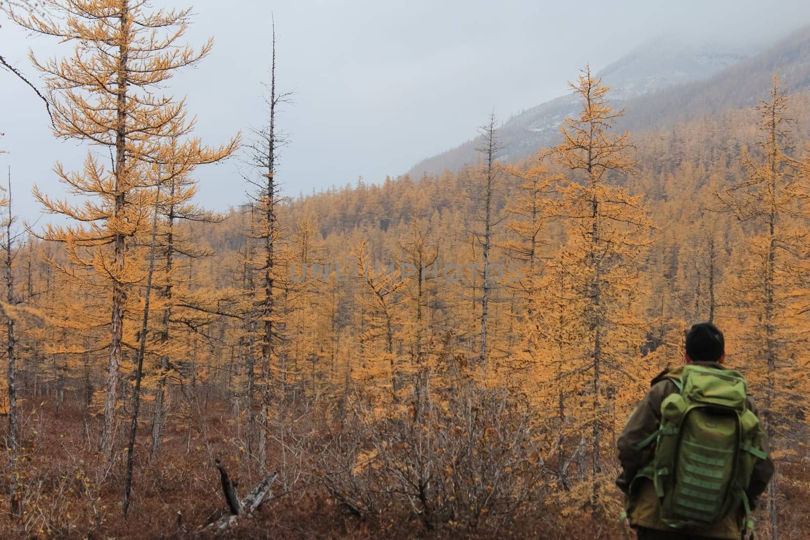 A tourist with a backpack stands in front of a yellow coniferous forest. Yellow taiga.