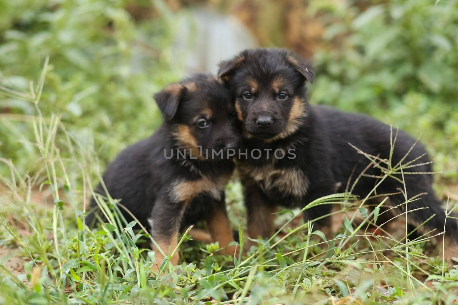 Two little shepherd puppies. Puppies on the lawn.