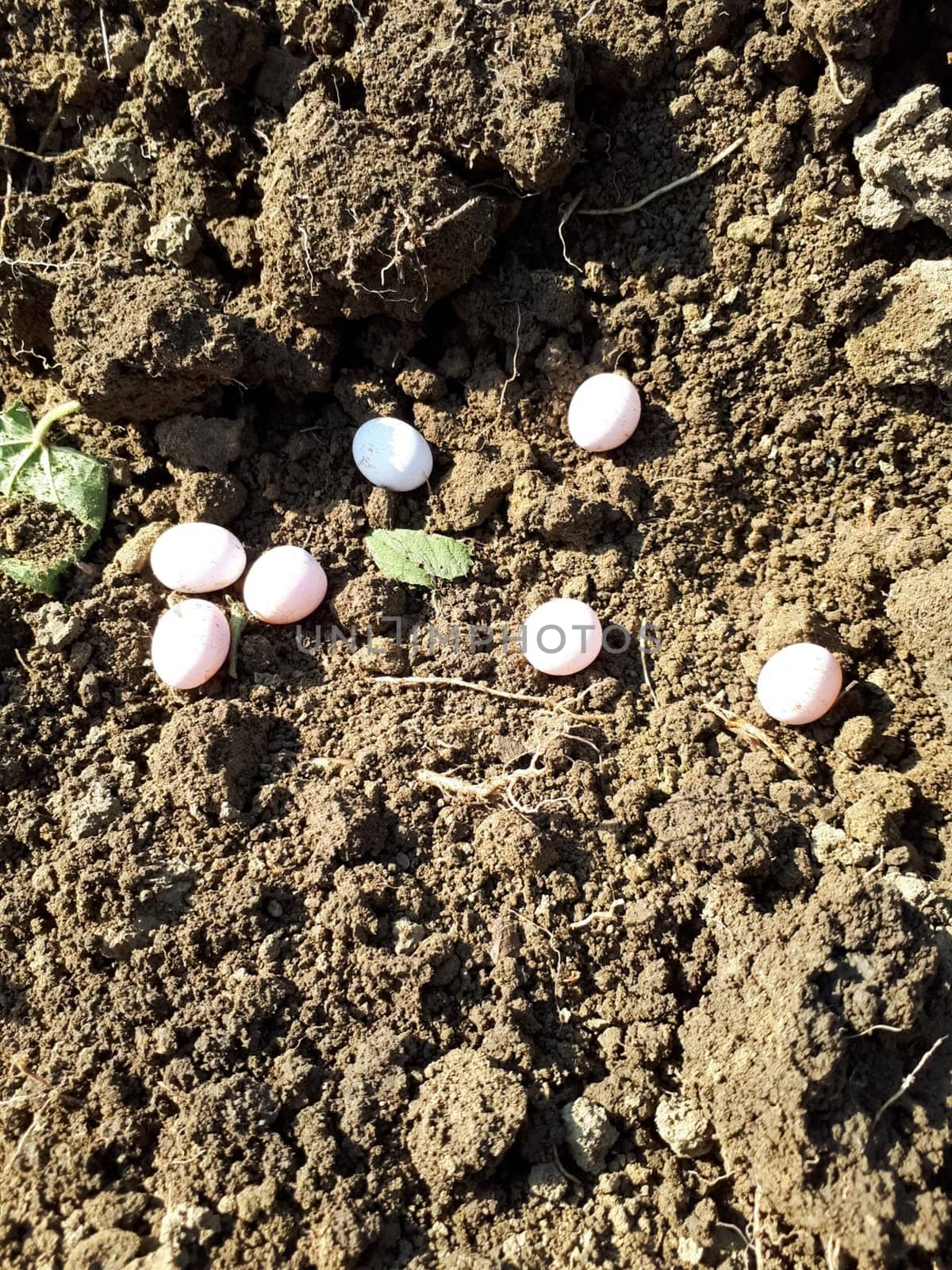 laying lizard eggs in the ground. The breeding of lizards.