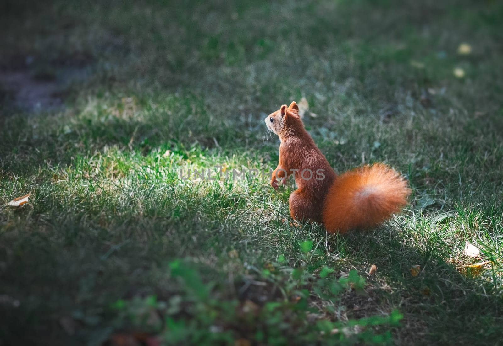 Red squirrel on the lawn in the park. The squirrel descended from the tree to the ground.
