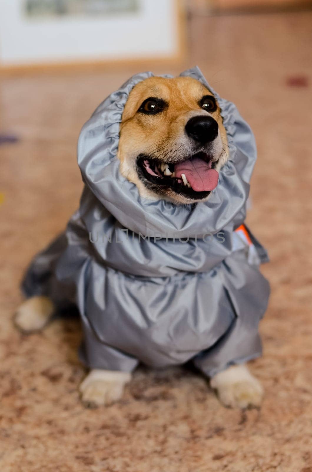 The dog in his clothes. A jacket for a dog. Fitting clothes.