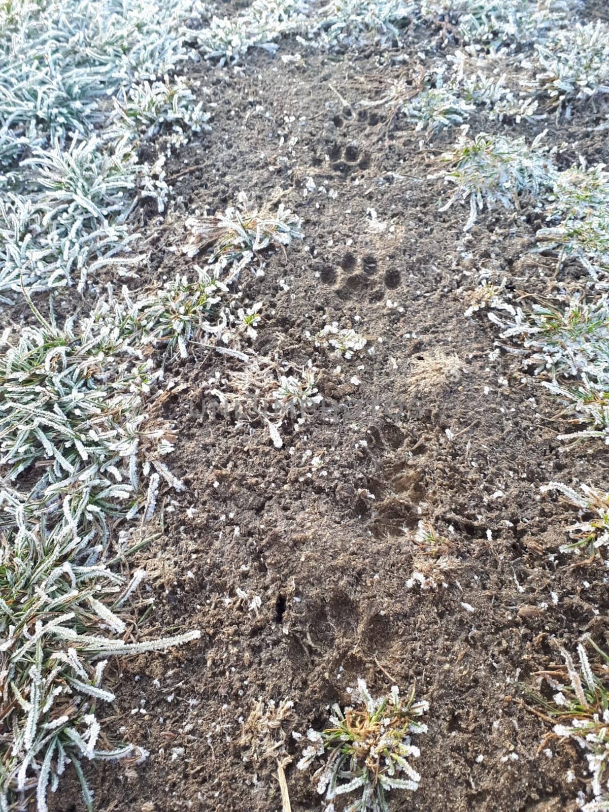 Traces of the dog on wet ground. Dog paw prints.